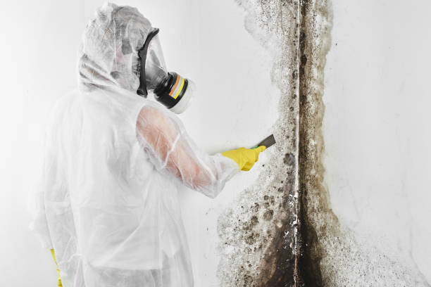 Best Mold Remediation  in Garwood, NJ