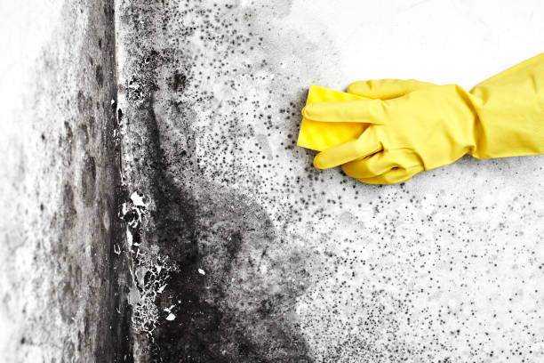 Best Mold Removal Company Near Me  in Garwood, NJ