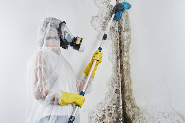 Home Mold Removal in Garwood, NJ