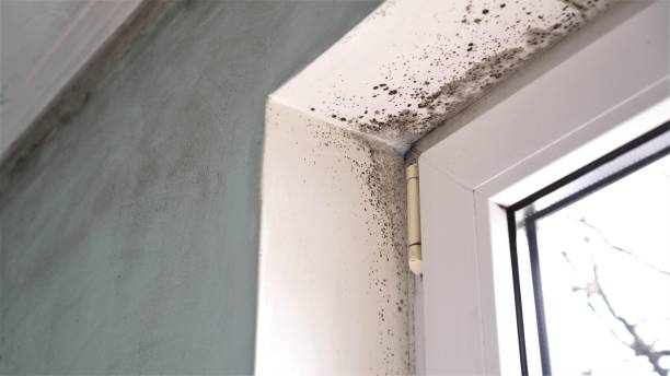 Best Attic Mold Removal  in Garwood, NJ