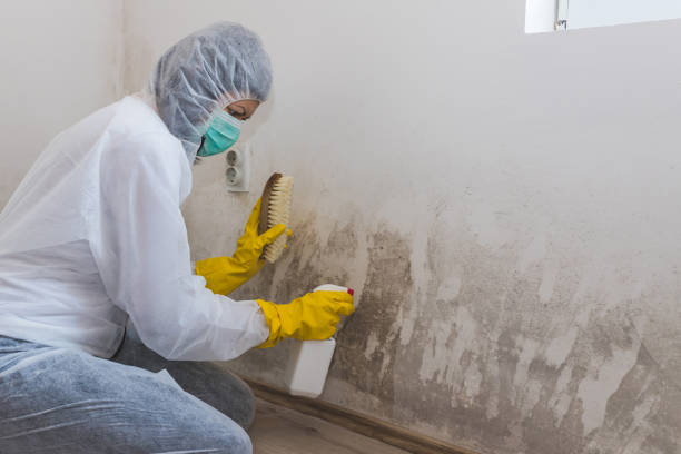 Best Same-Day Mold Removal  in Garwood, NJ