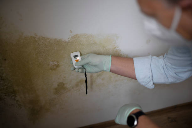 Best Toxic Mold Removal  in Garwood, NJ