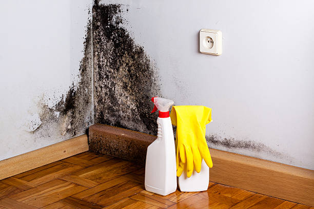 Best Fast Mold Removal  in Garwood, NJ